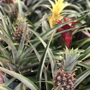 Photo of Pike Nurseries
