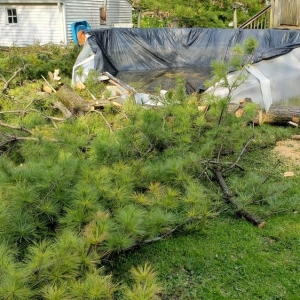 Indianapolis Franks Tree & Landscape