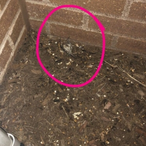 Photo of Avalon at Wesmont Station