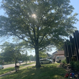 Photo of Columbus Tree Company