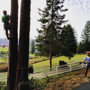 Photo of Columbus Tree Company