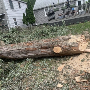 Photo of Columbus Tree Company