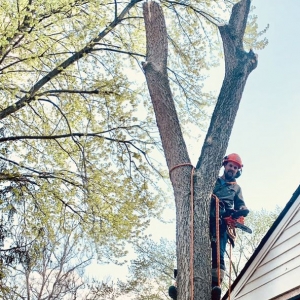 Photo of Columbus Tree Company