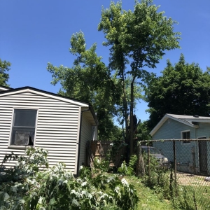 Photo of Columbus Tree Company