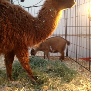 Photo of Barnyardville