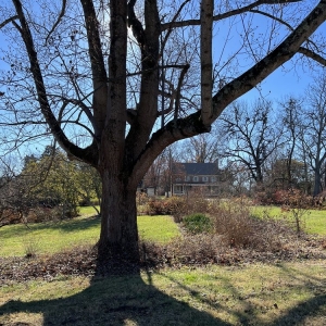 Photo of Locust Grove Historic Site