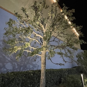 Photo of Green Grows Landscaping