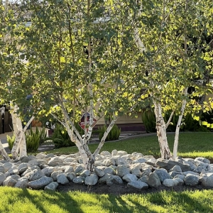 Photo of Green Grows Landscaping