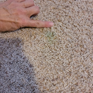 Photo of 1st Resort Carpet Cleaning