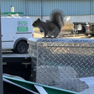 Fredericksburg Summit Wildlife Removal