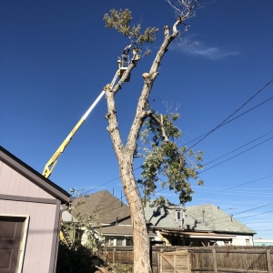 Photo of JW Tree Care