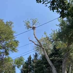 Photo of JW Tree Care