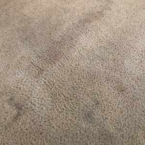 Photo of Oxi Fresh Carpet Cleaning