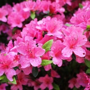 Photo of Environmental Landscaping Company