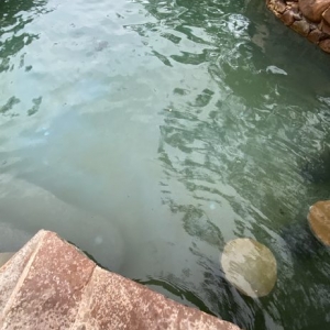 Photo of Crystal Clear Pools & Spas