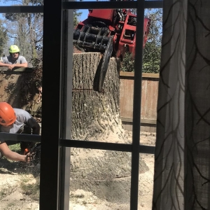 Photo of Alley Tree Removal