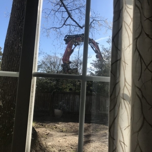 Photo of Alley Tree Removal