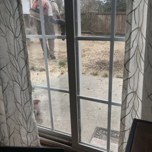 Photo of Alley Tree Removal
