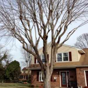 Photo of Alley Tree Removal
