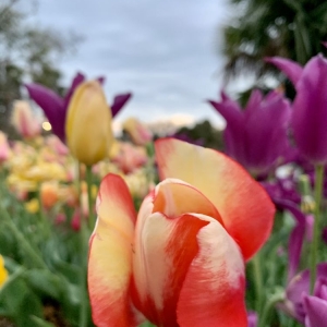 Photo of New Orleans City Park