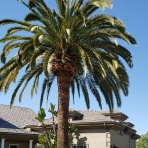 Photo of La Costa Tree Service & Maintenance
