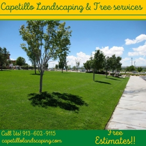Photo of Capetillo Landscaping & Tree Service