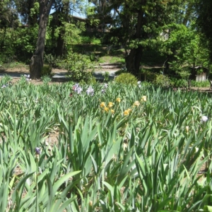 Photo of Iris Howse and Gardens