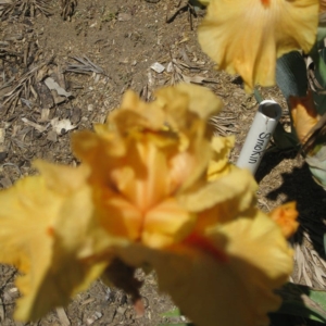 Photo of Iris Howse and Gardens