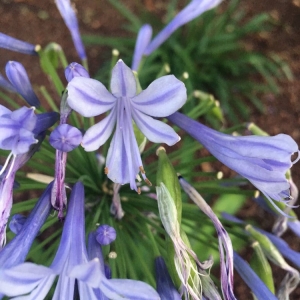 Photo of Unique Landscaping