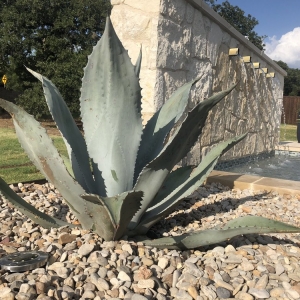 Photo of Unique Landscaping