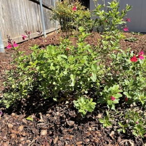 Photo of Unique Landscaping