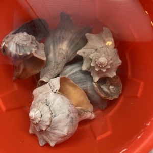 Photo of Tideline Tours