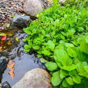 Photo of Aquatica