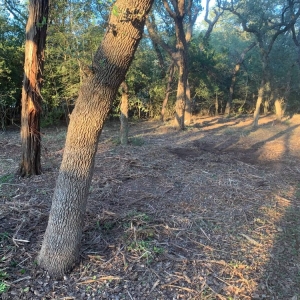 Photo of Quality Land Clearing