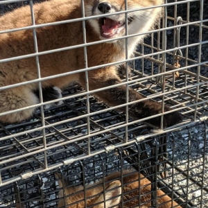 Photo of Shamrock Wildlife Services