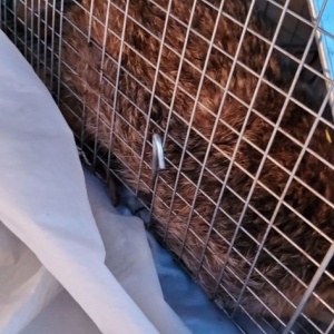 Photo of Shamrock Wildlife Services