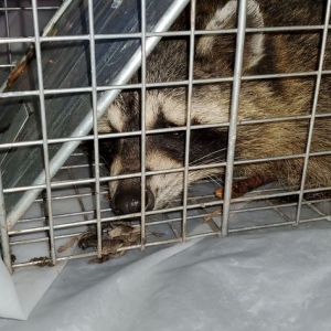 Photo of Shamrock Wildlife Services