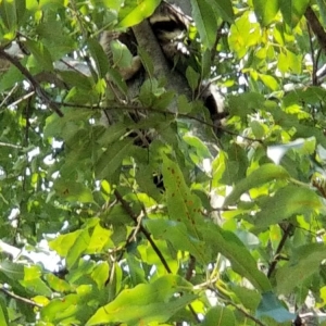 Photo of Greenwood Tree Service & Landscaping