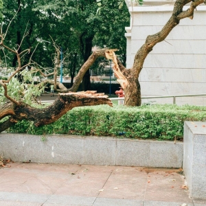 Photo of A + A Tree & Landscaping