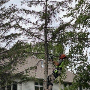 Photo of A + A Tree & Landscaping