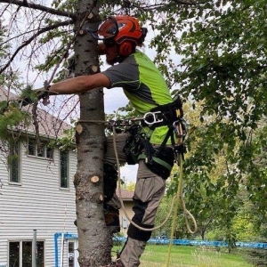Photo of A + A Tree & Landscaping