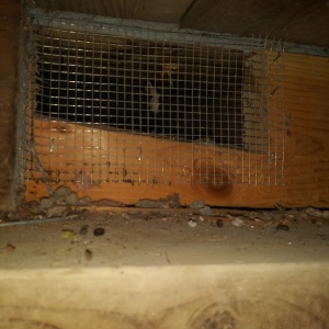 Photo of Rodent Control Santa Rosa - Pro Attic