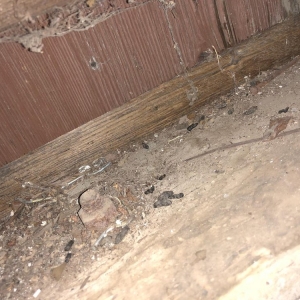 Photo of Rodent Control Santa Rosa - Pro Attic