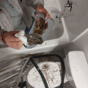 Photo of 5 Star Wildlife Control