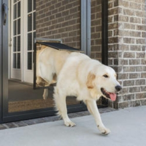 Photo of Golden Screen Services