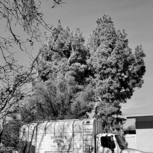 Photo of Gabriels Tree Services