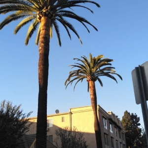 Photo of Gabriels Tree Services