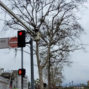 Los Angeles Gabriels Tree Services