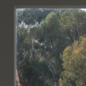 Photo of Squeegee Window Cleaning