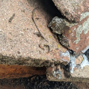 Photo of Valley Window & Gutter Cleaning